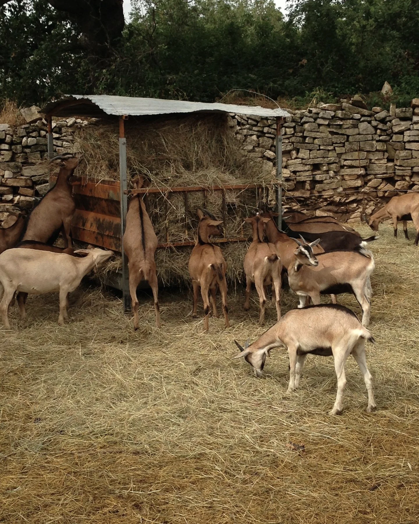 Des chèvres au râtelier, sous un toit de tôle, devant un mur en pierre sèche ; certaines se dressent sur leurs pattes arrière pour attraper le foin.